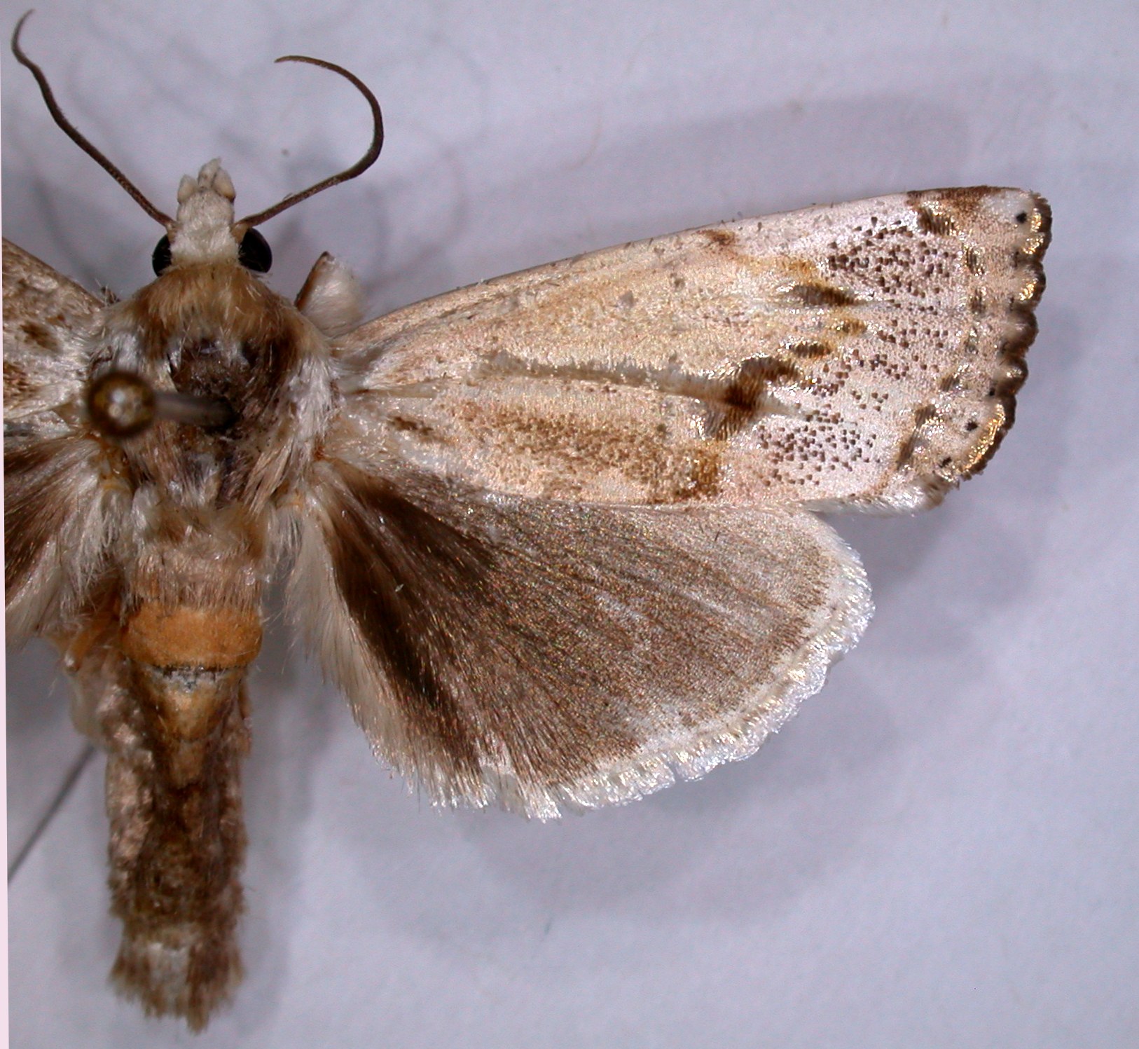 Eschata gelida Walker