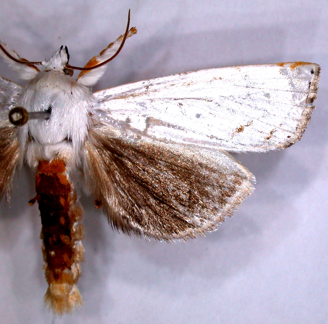 Eschata sp. 2