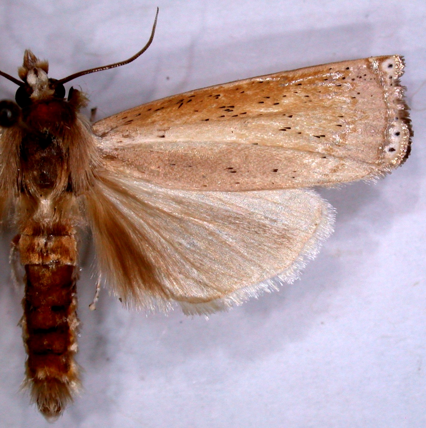 Eschata sp. 3