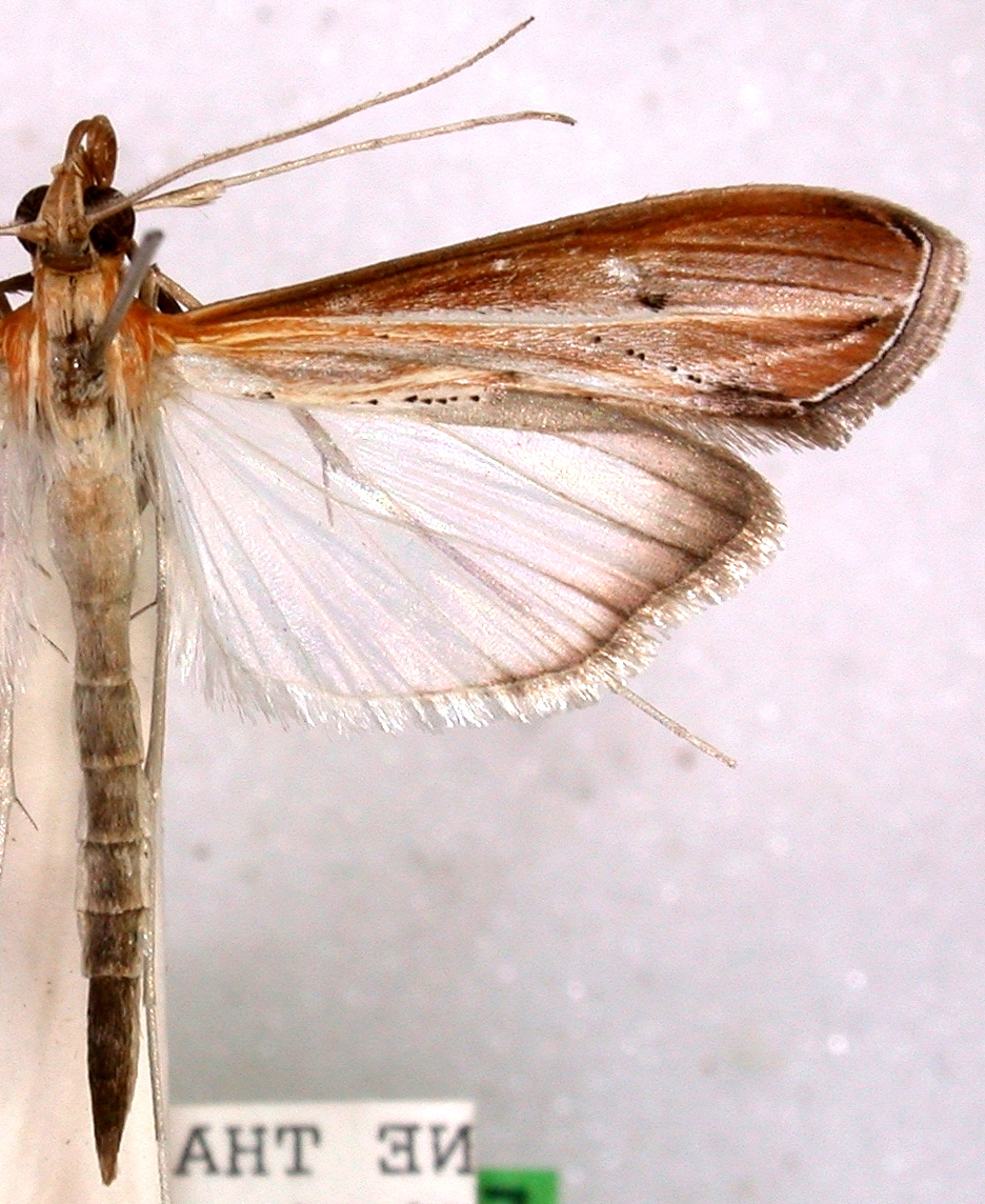 Euclasta defamatalis Walker