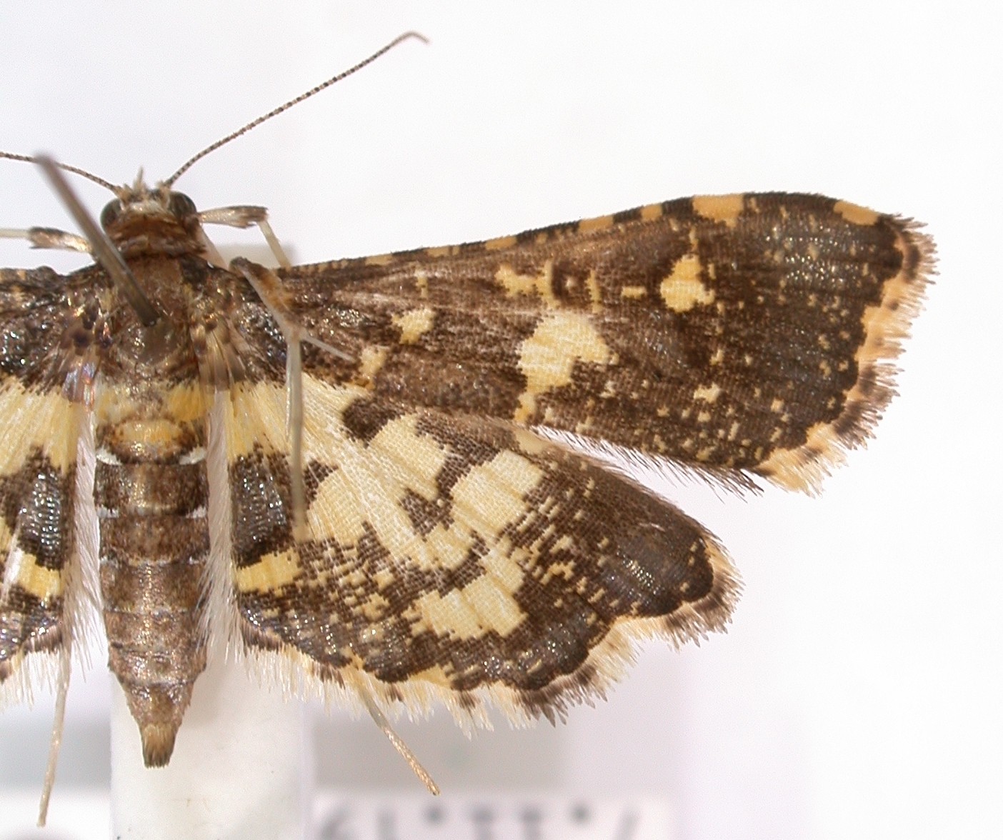 Eurrhyparodes bracteolalis Zeller