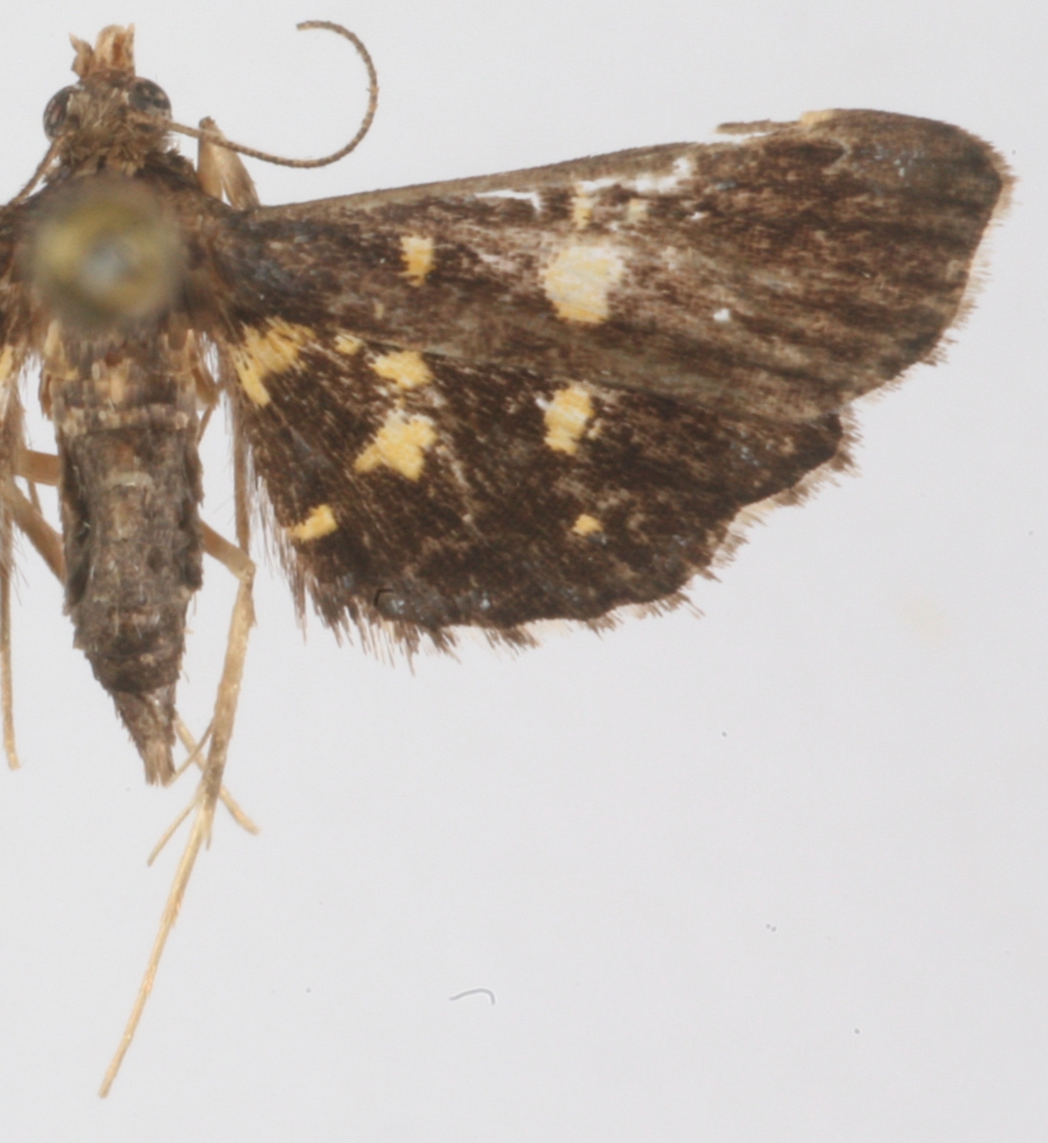 Eurrhyparodes sp. 1