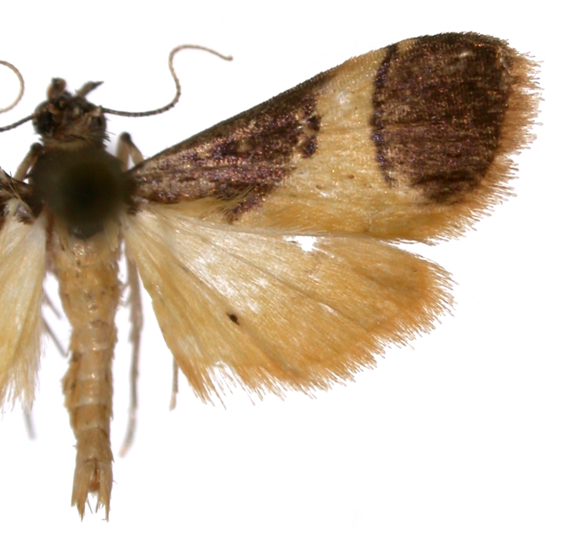 Eurrhyparodes sp. 2