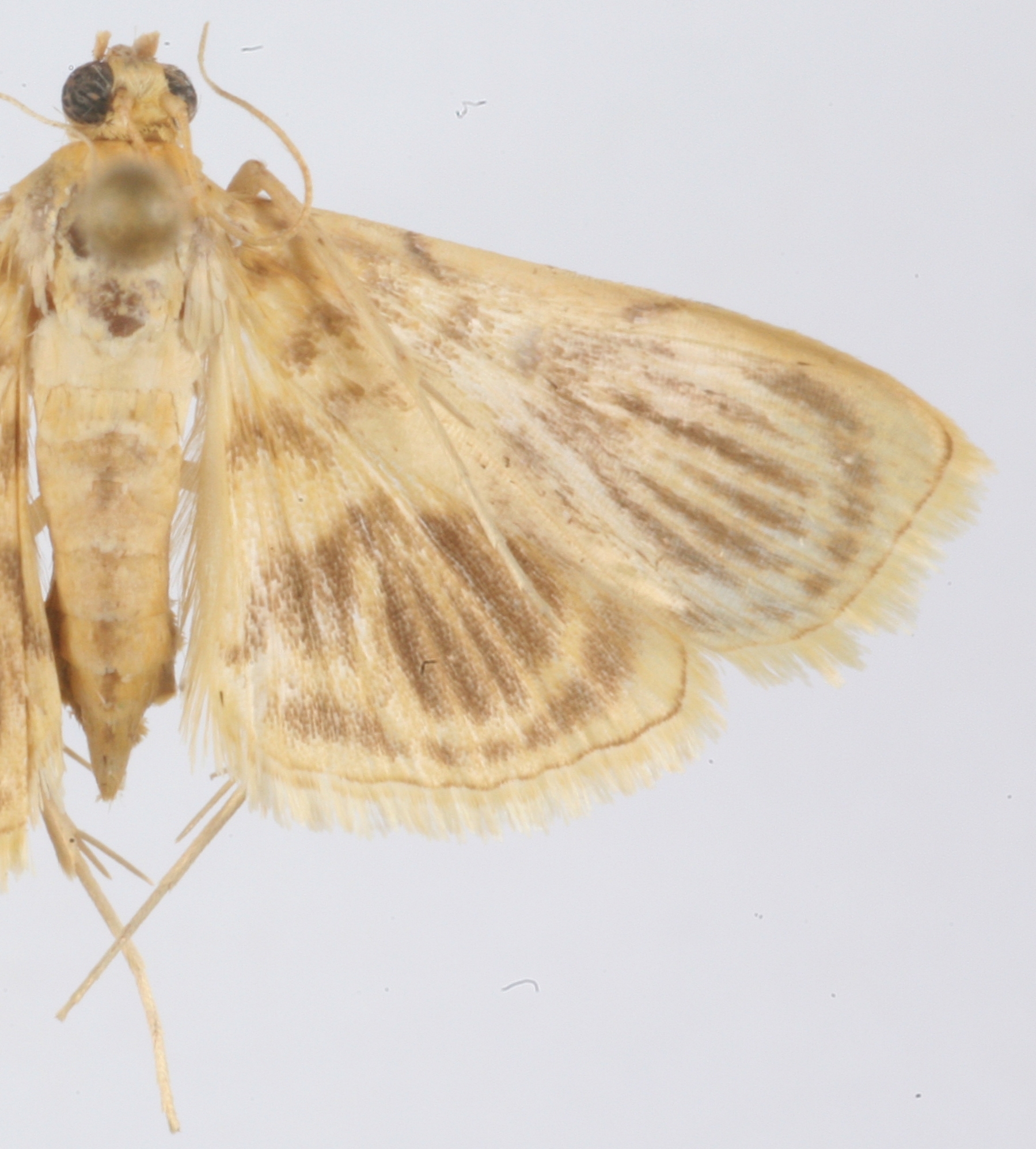 Eusabena sp. 1