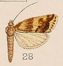 Evergestis scopicalis Hampson