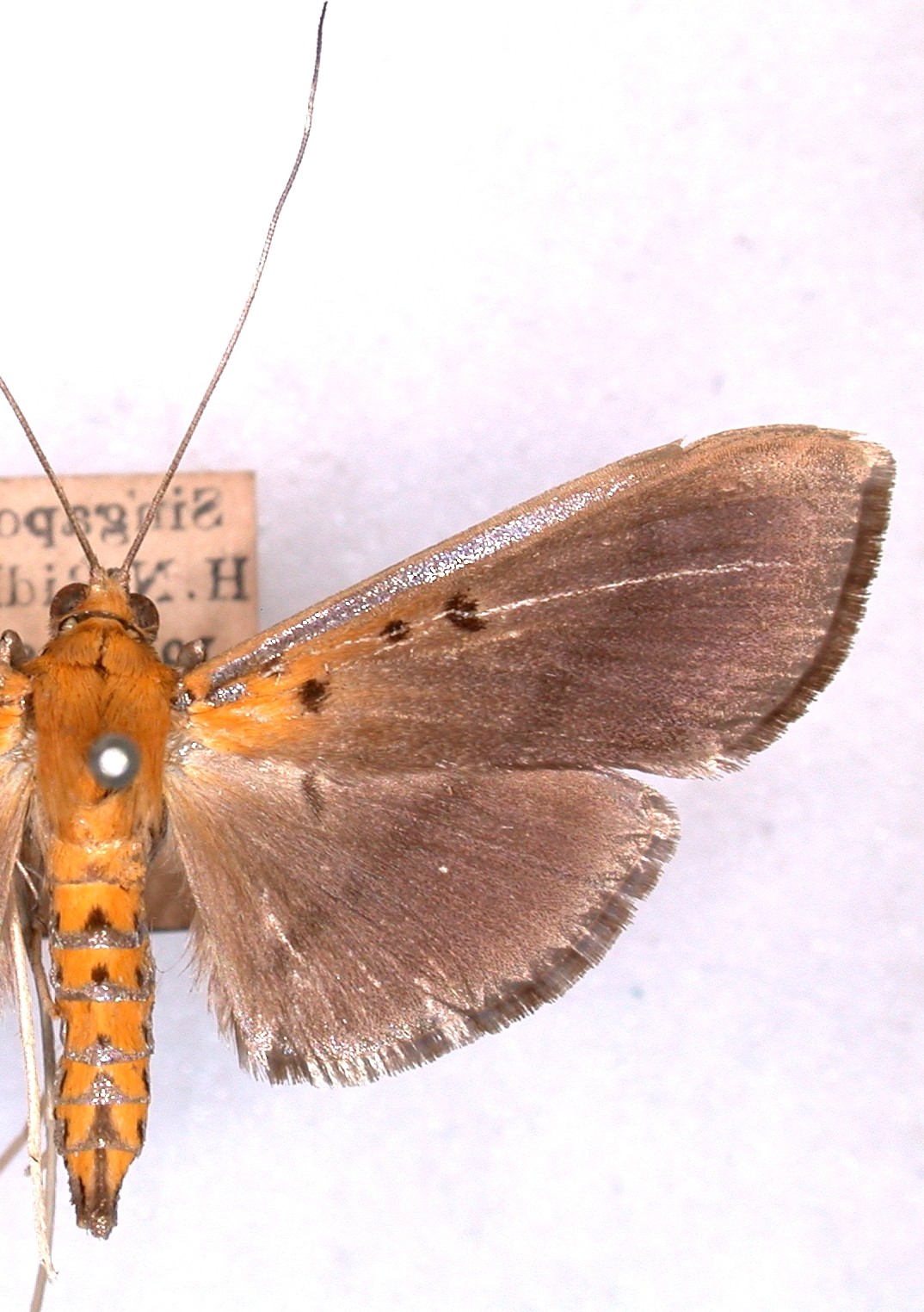 Filodes fulvidorsalis Geyer
