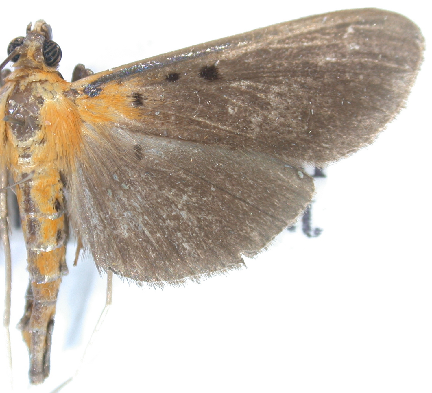 "Filodes" sexpunctalis Snellen