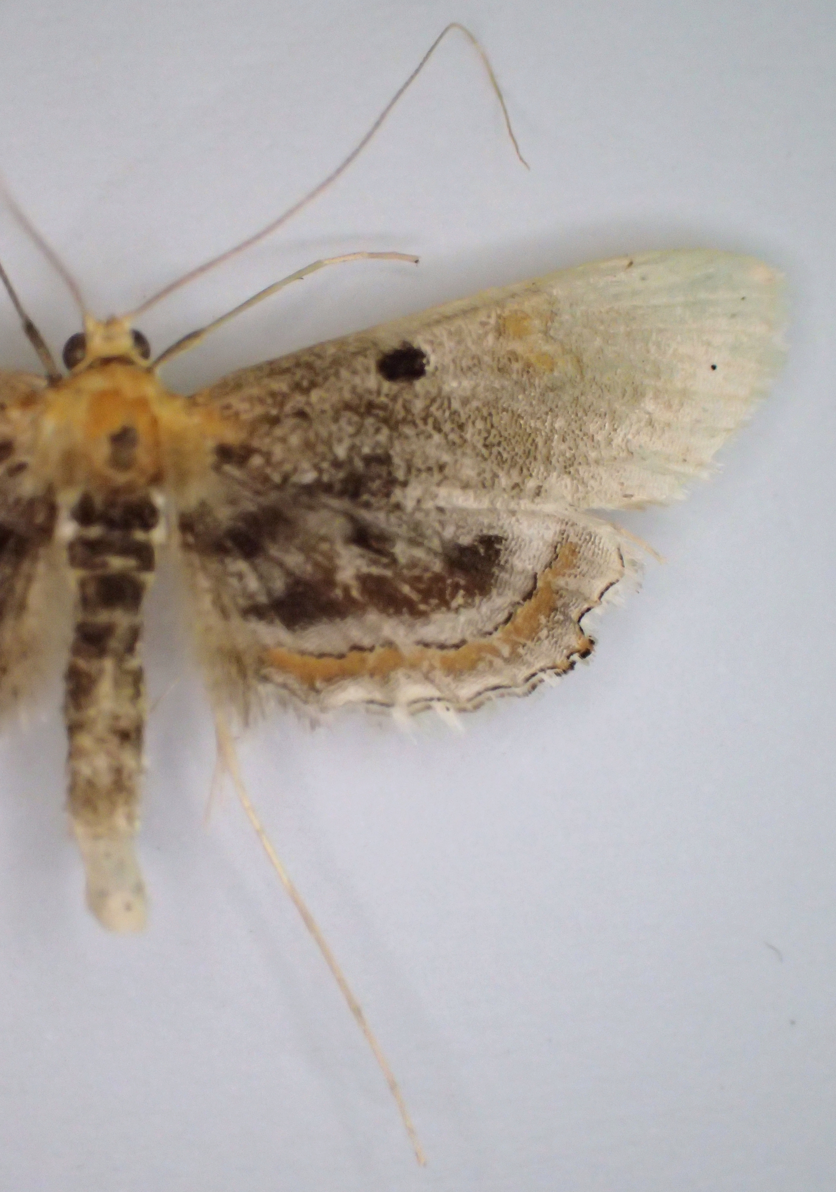 Filodes sp. 1