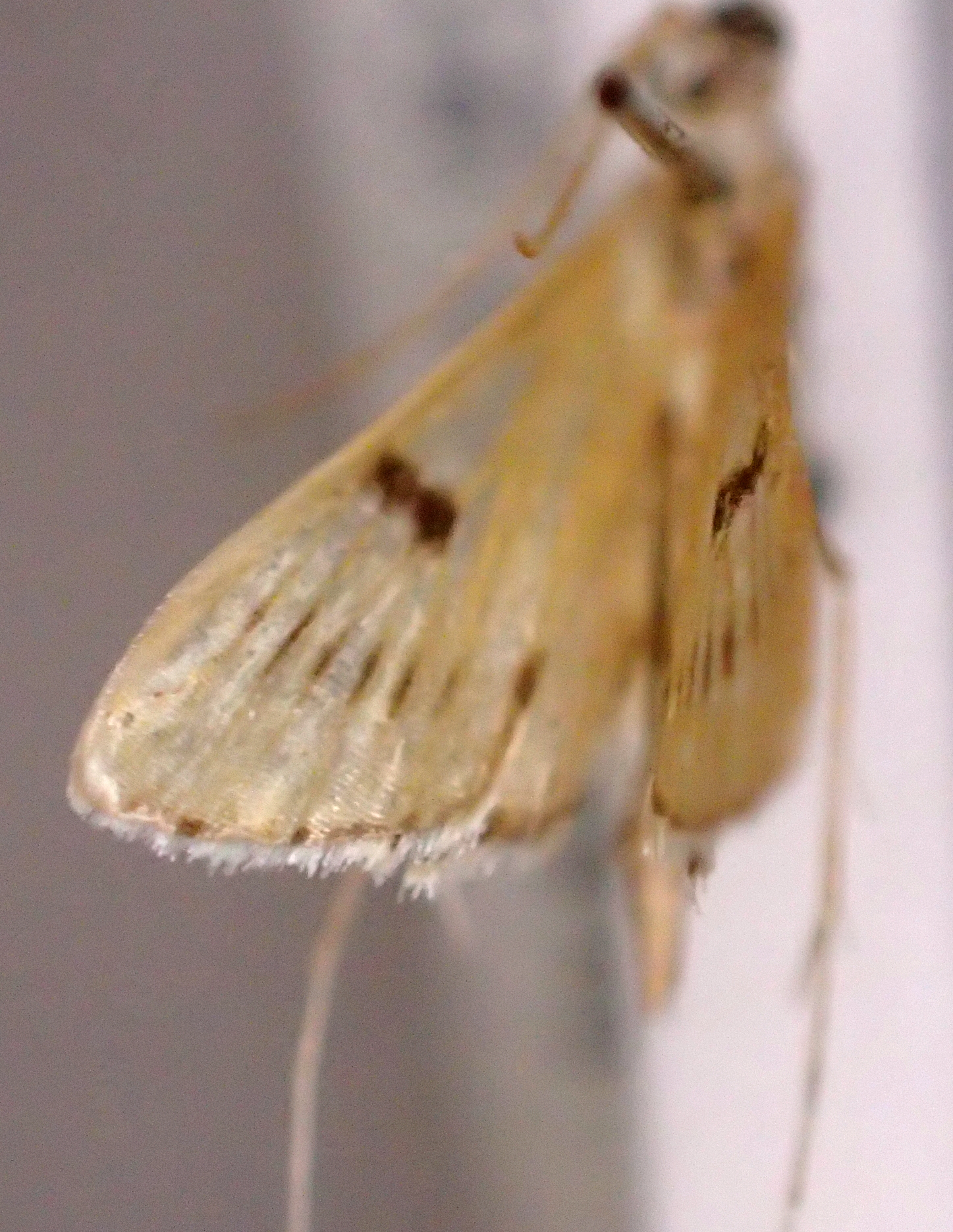 Furcivena strigiferalis Hampson