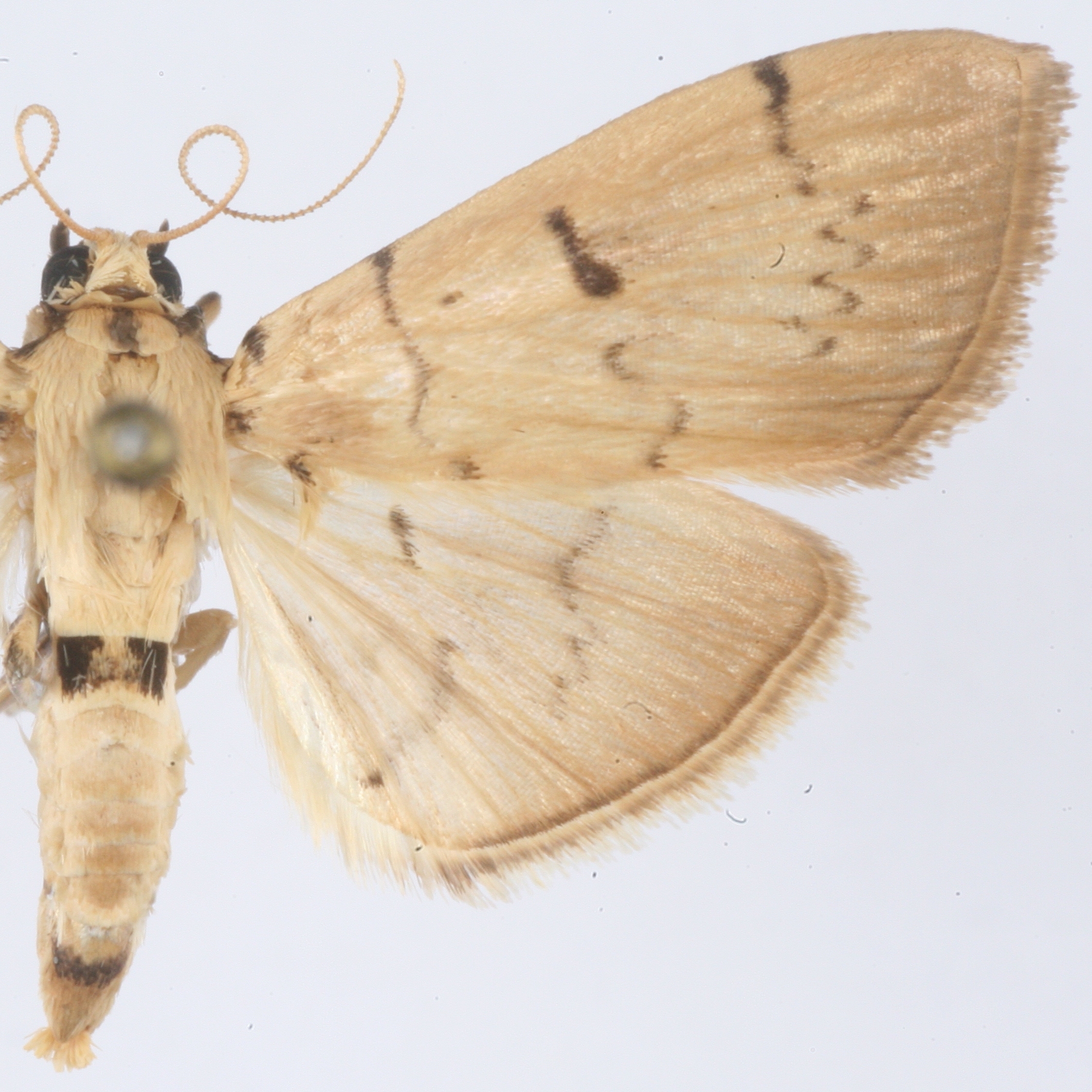 Gadessa megillalis Walker