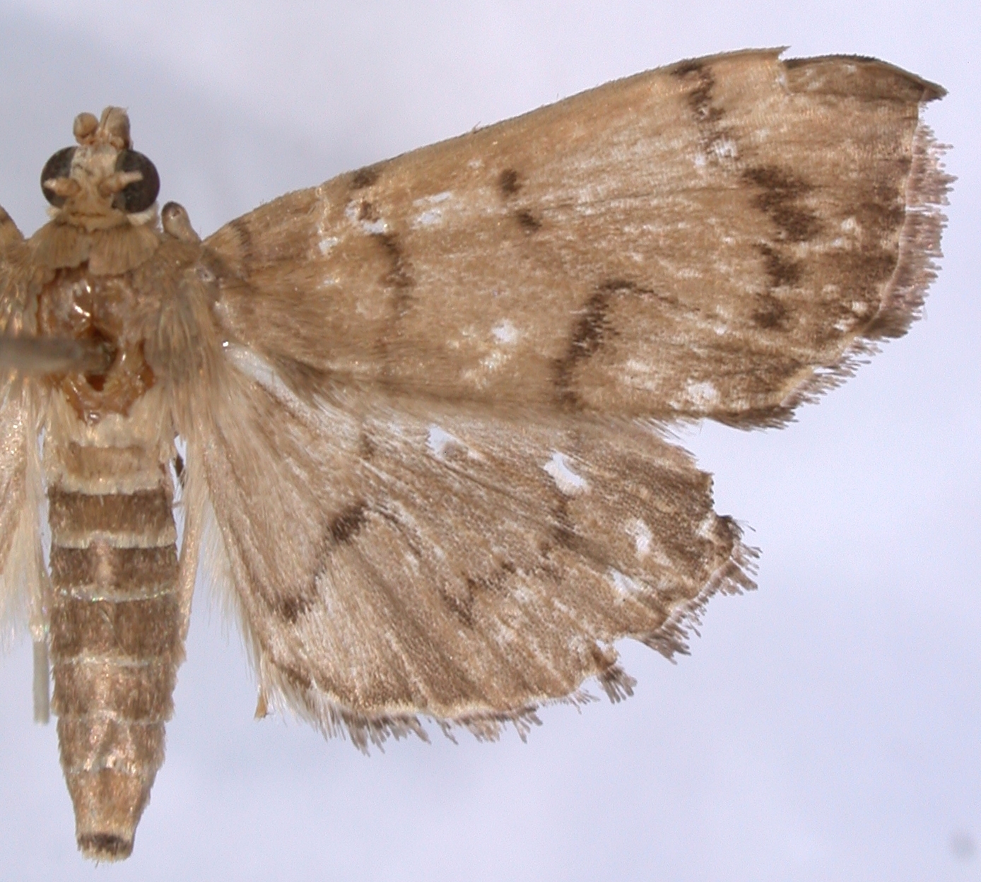 Gadessa sp. 1