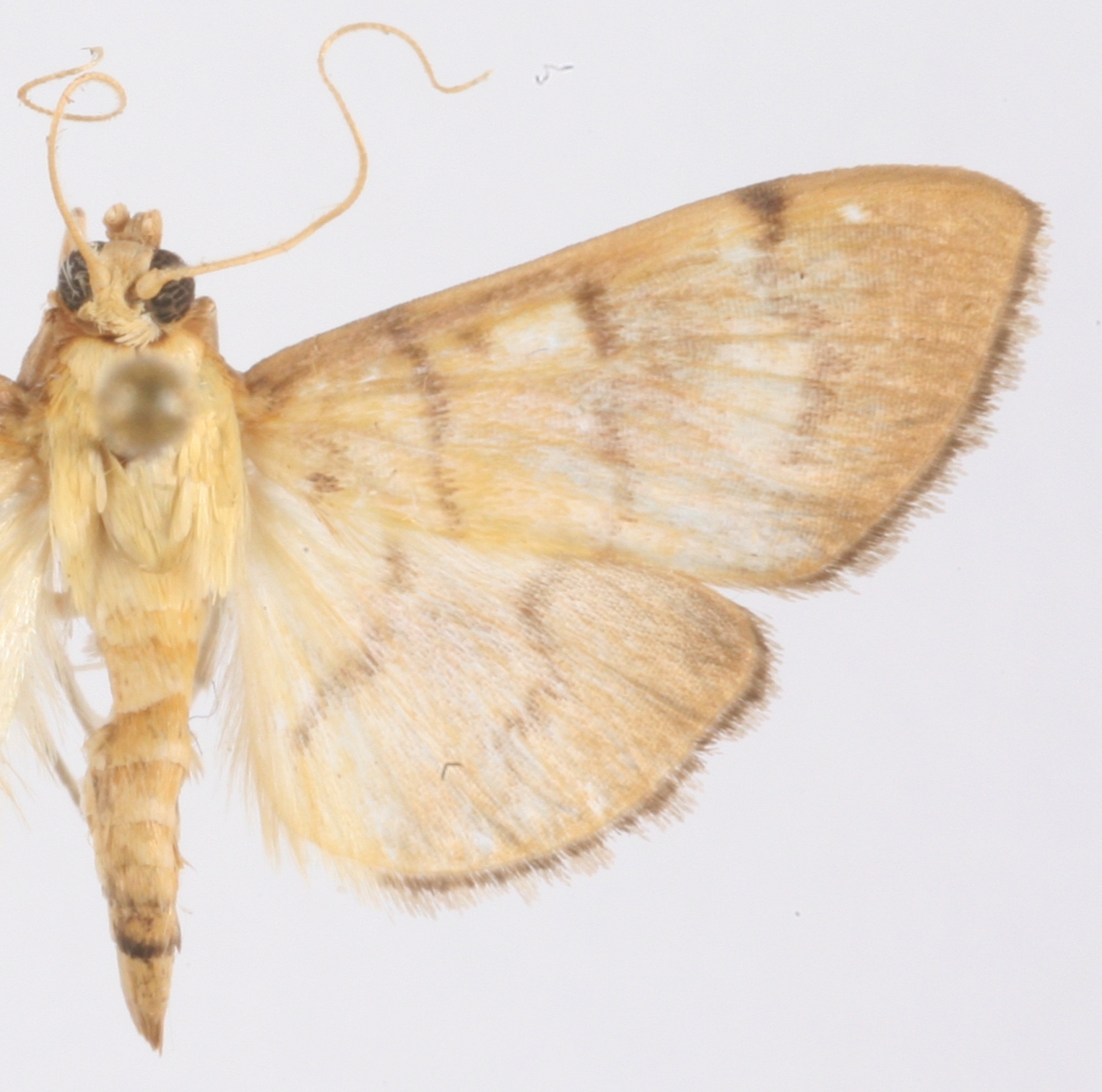 Gadessa sp. 2