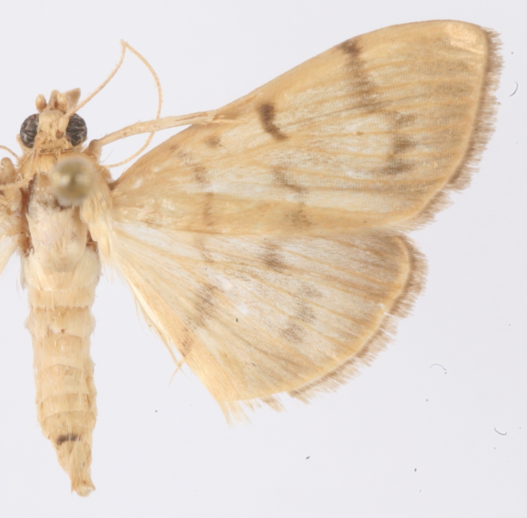 Gadessa sp. 3