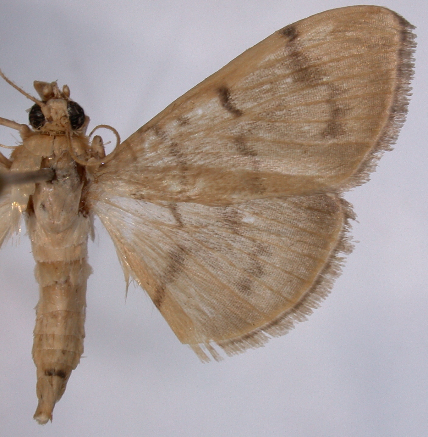 Gadessa sp. 4