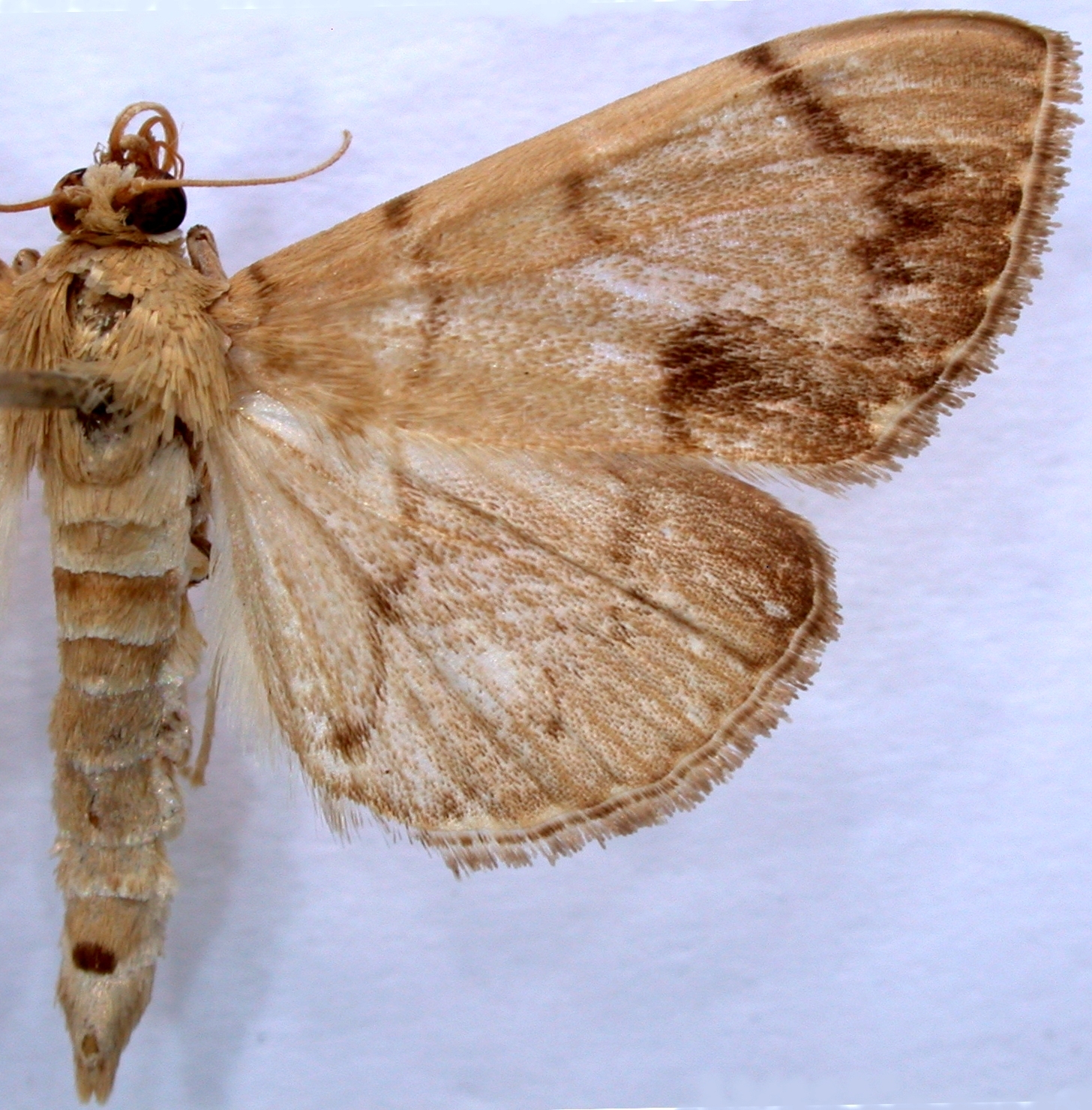 Gadessa sp. 6