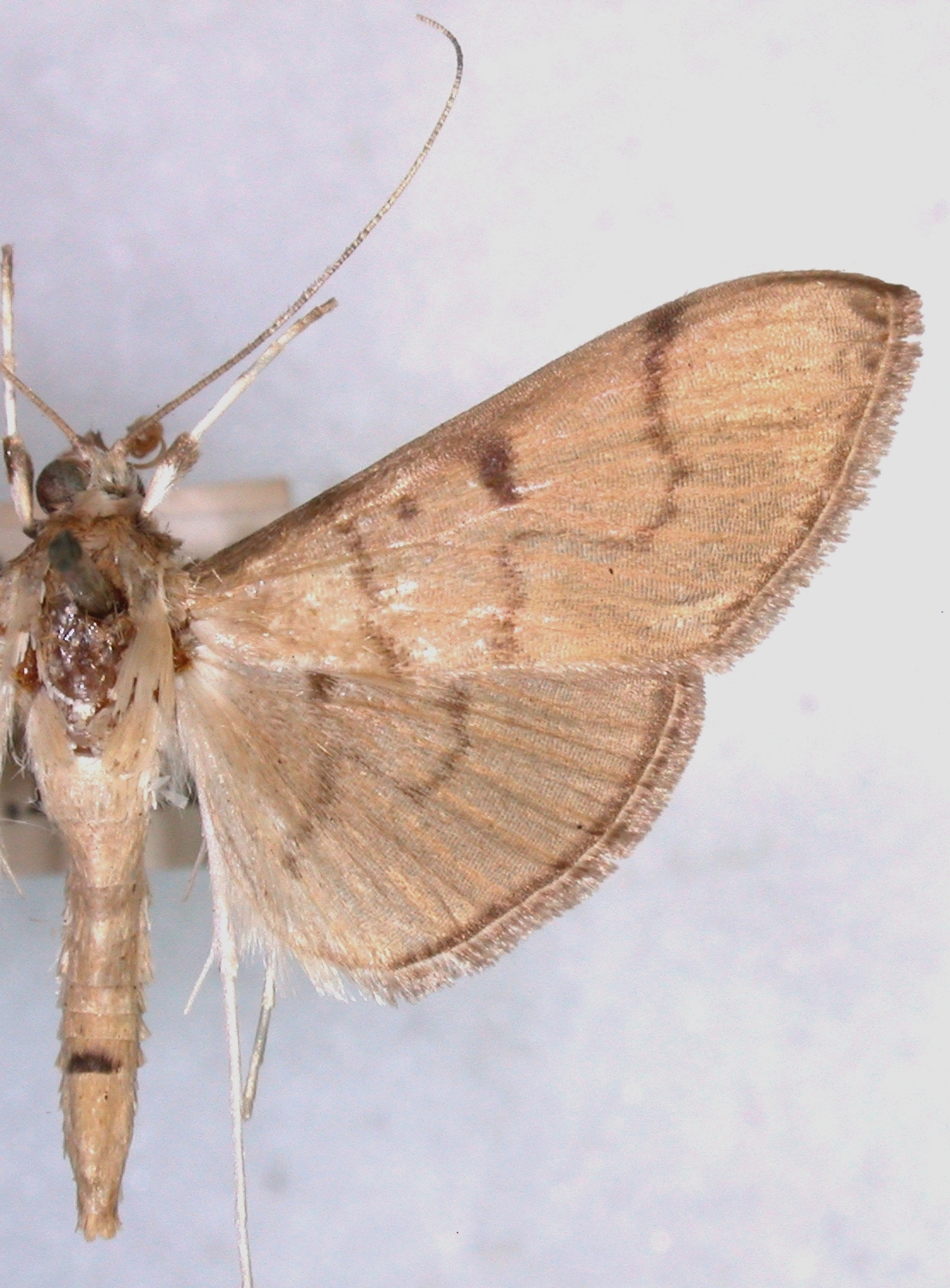 Gadessa sp. 7