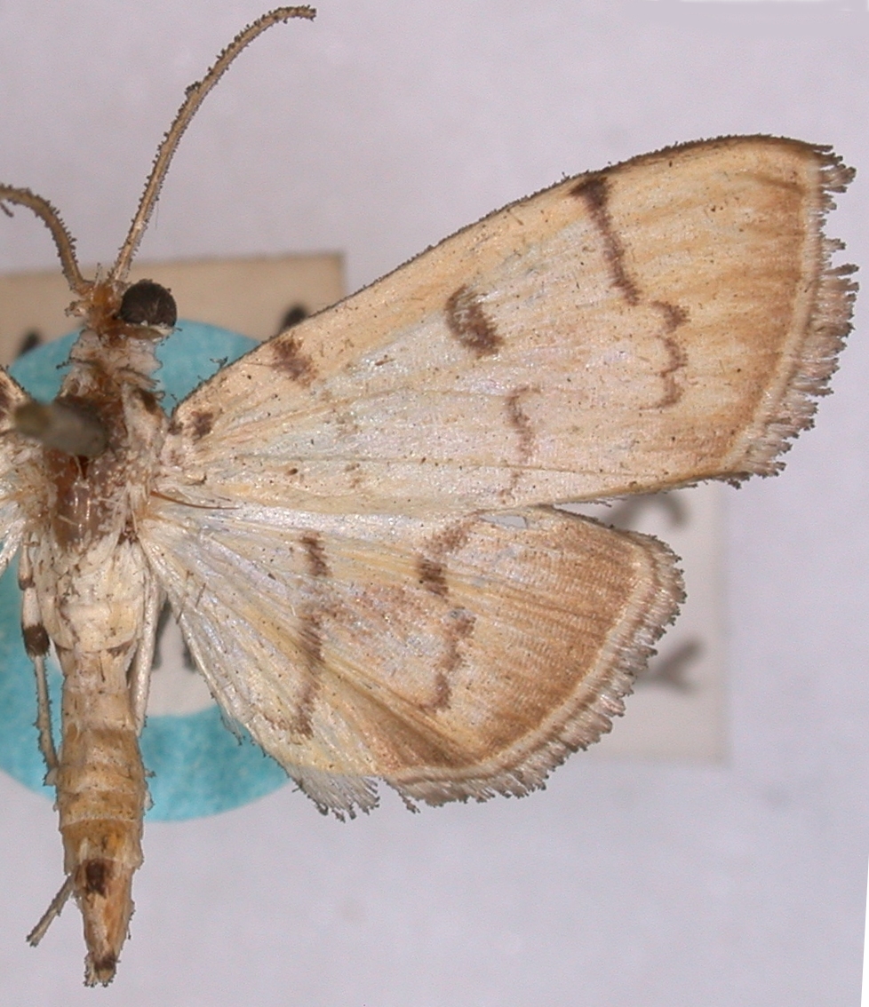 Gadessa veisealis Swinhoe