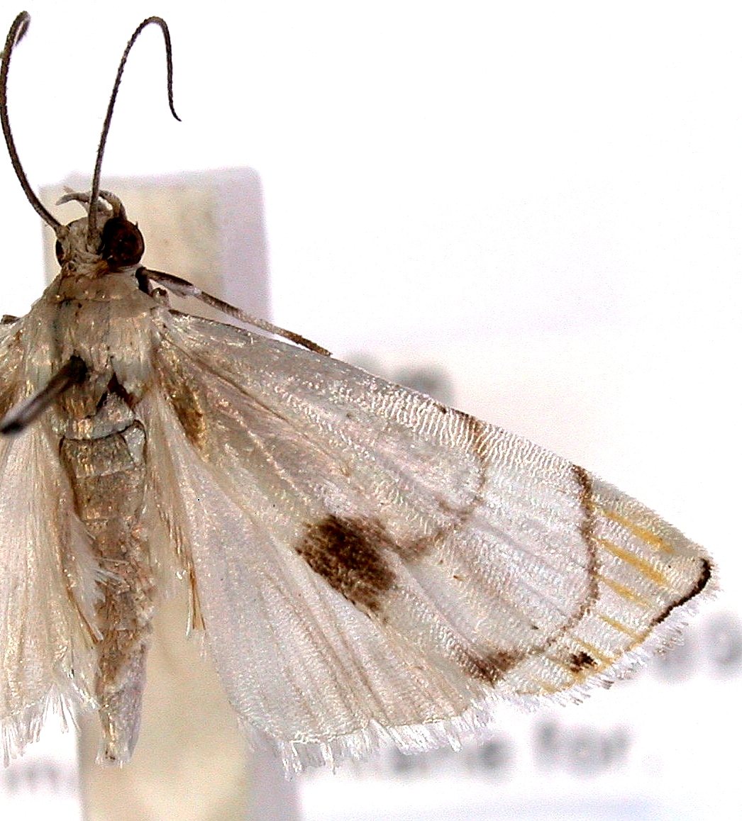 Gargela sp. 1 specimen plate