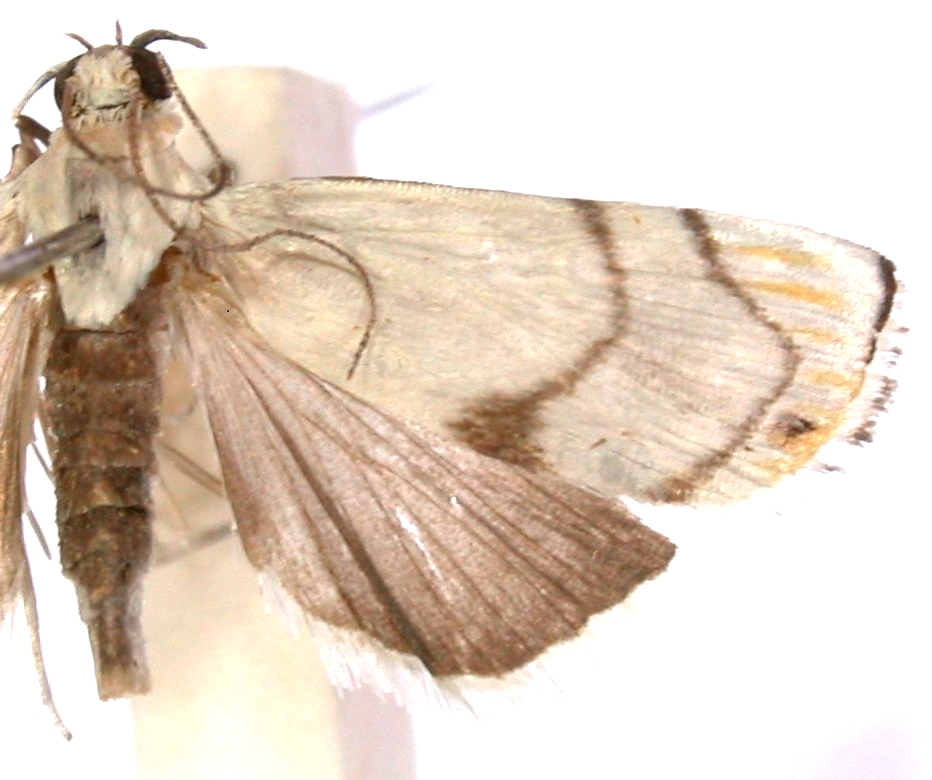 Gargela sp. 4