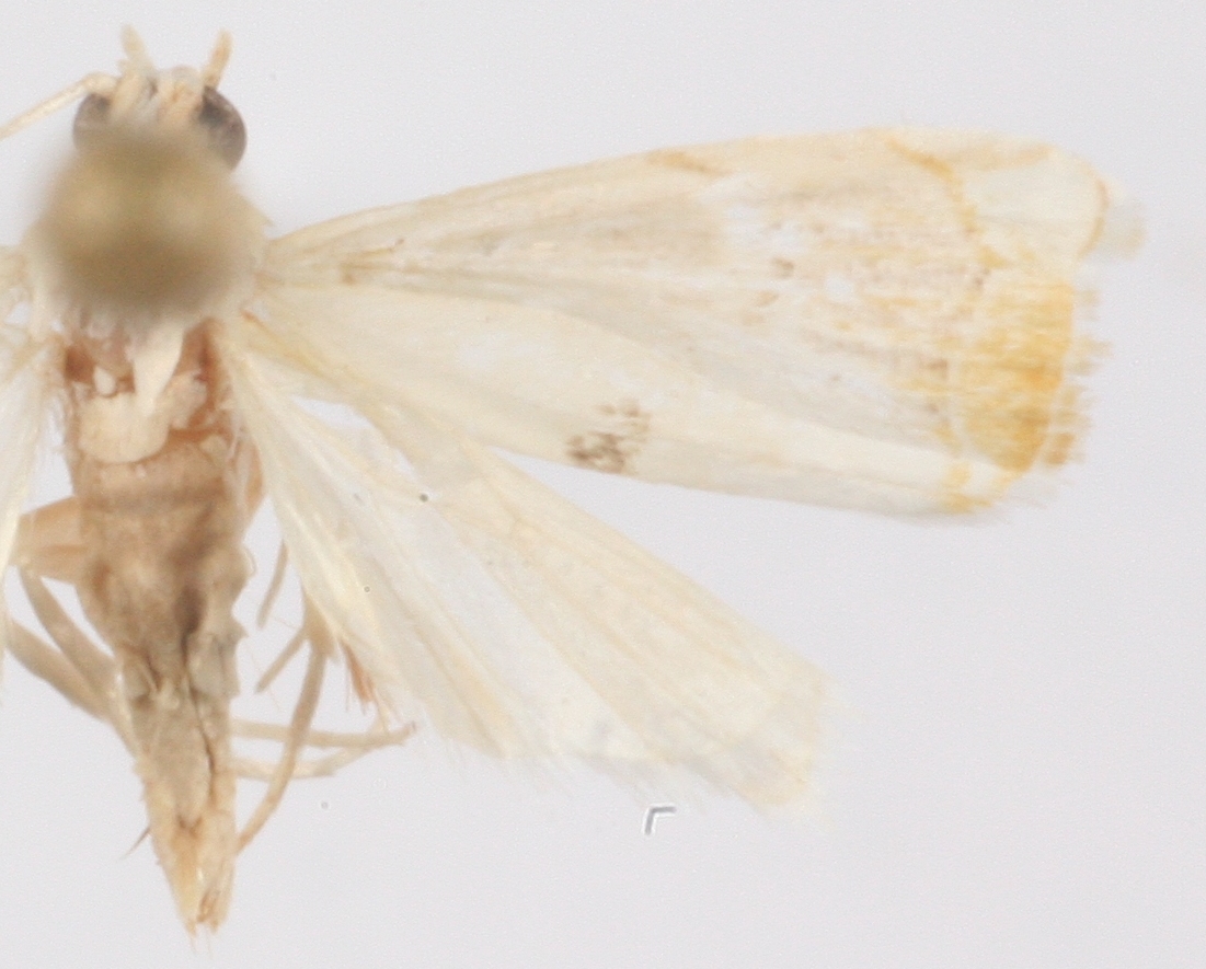 Gargela sp. 8