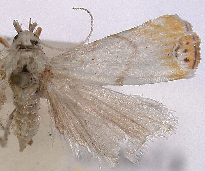 Gargela sp. 9