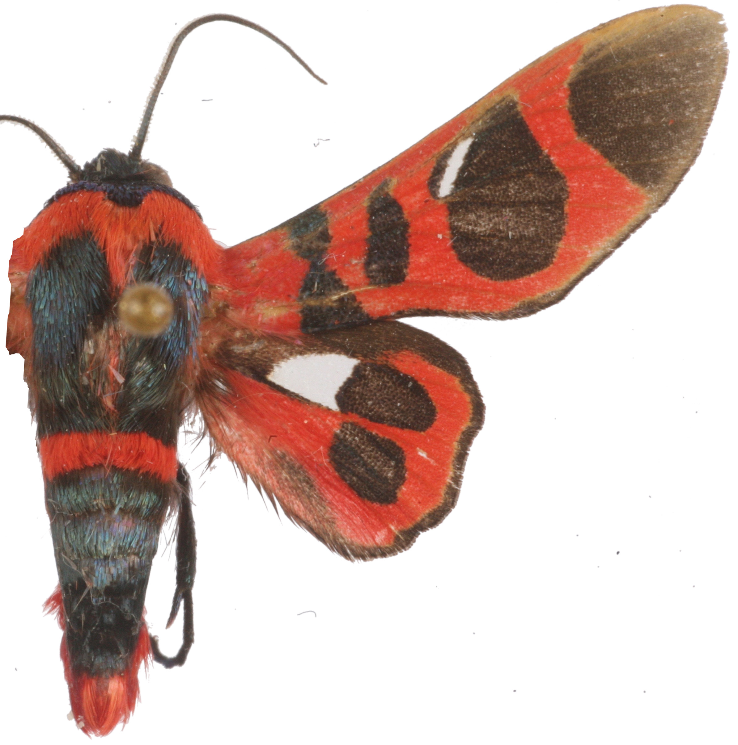 Glanycus coendersi Kalis