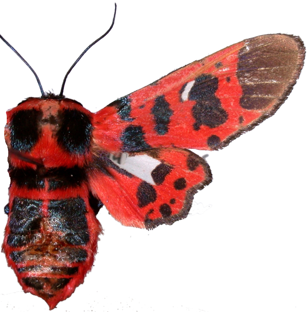 Glanycus insolitus Walker