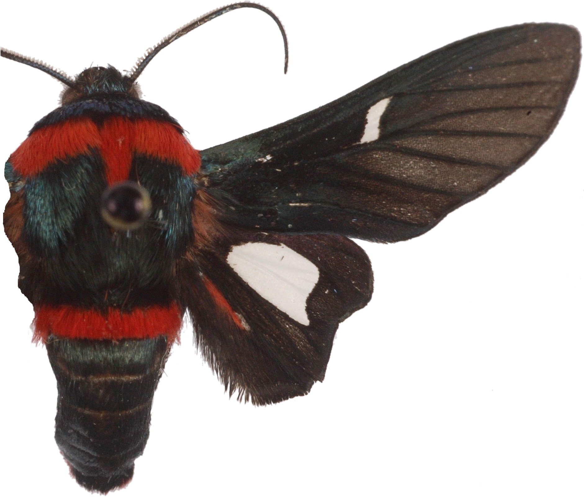 Glanycus tricolor Moore