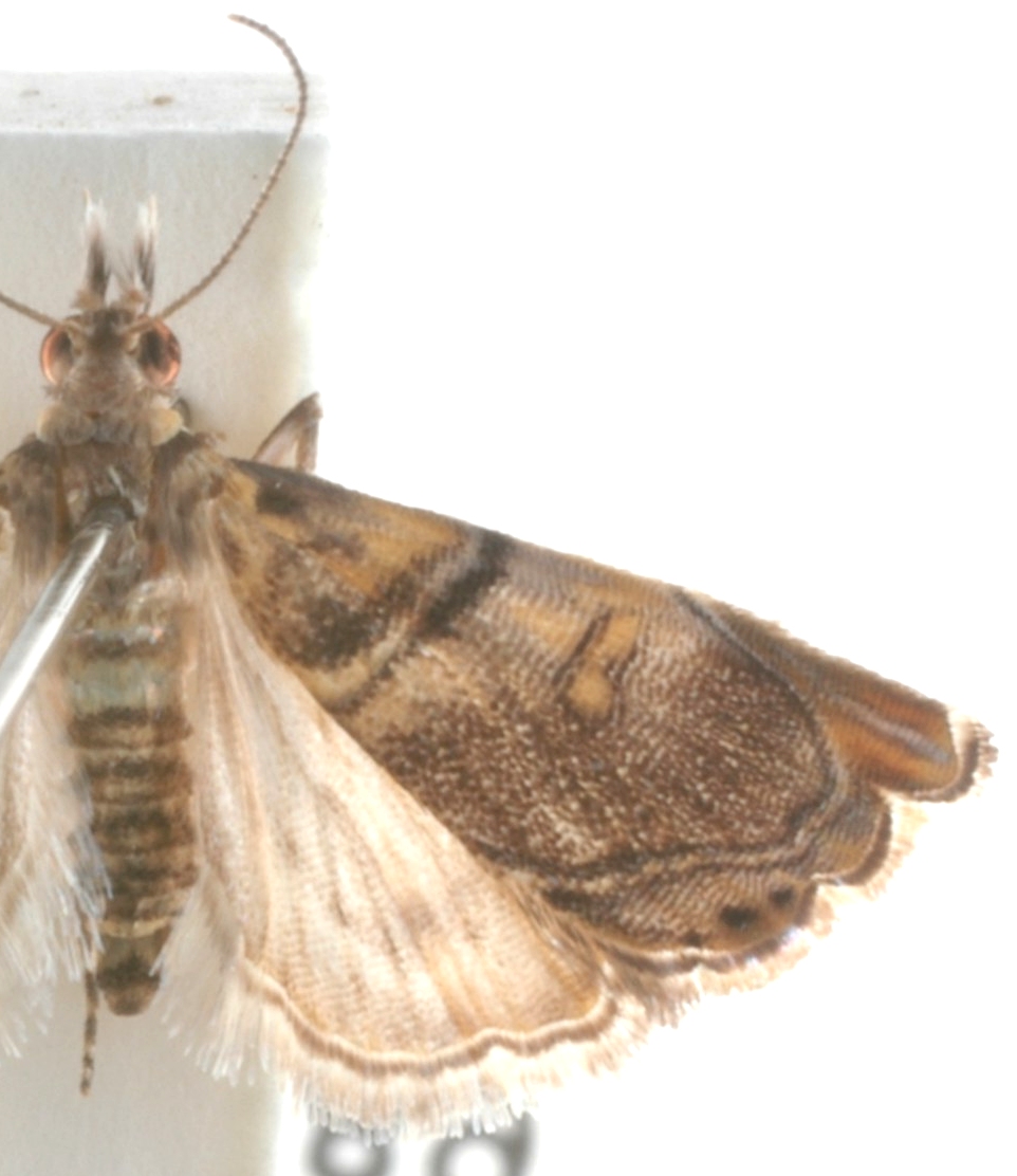 Glaucocharis aenigmella Shaffer-Gaskin MS name
