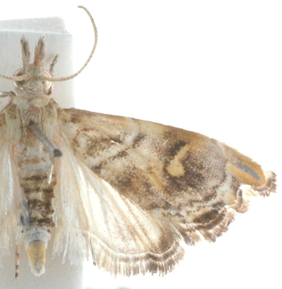 Glaucocharis copernici Bleszynski