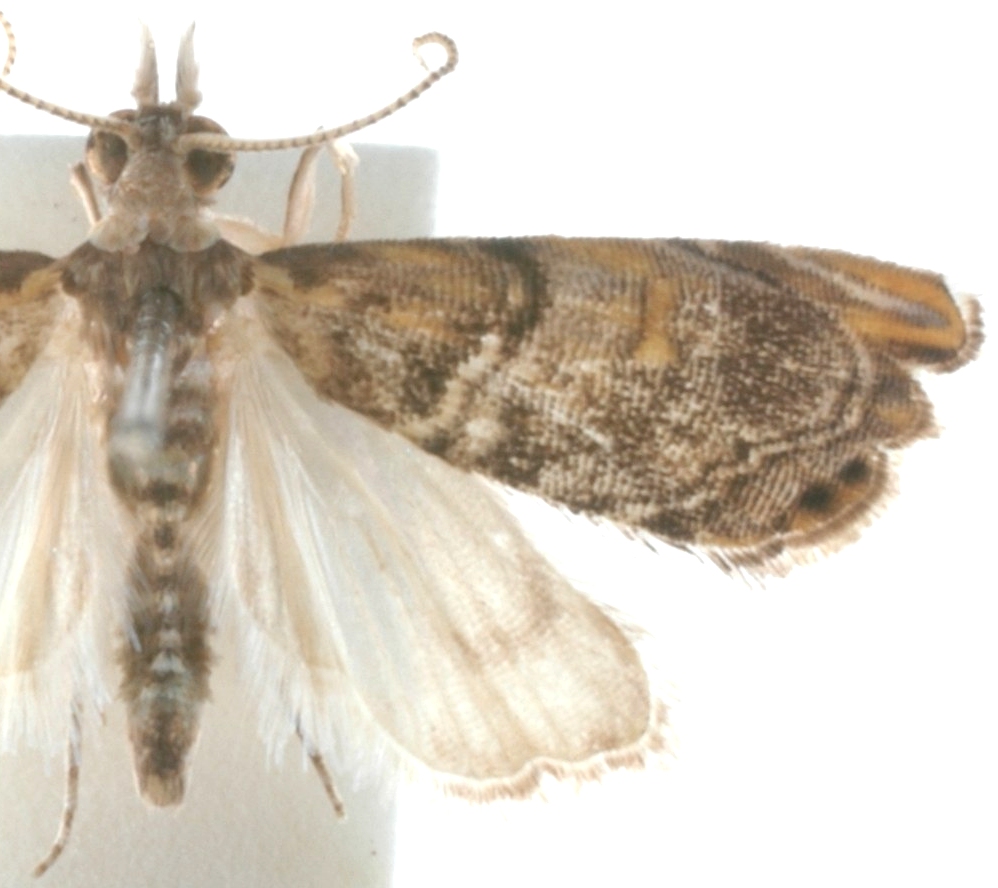 Glaucocharis fuscobasella Snellen