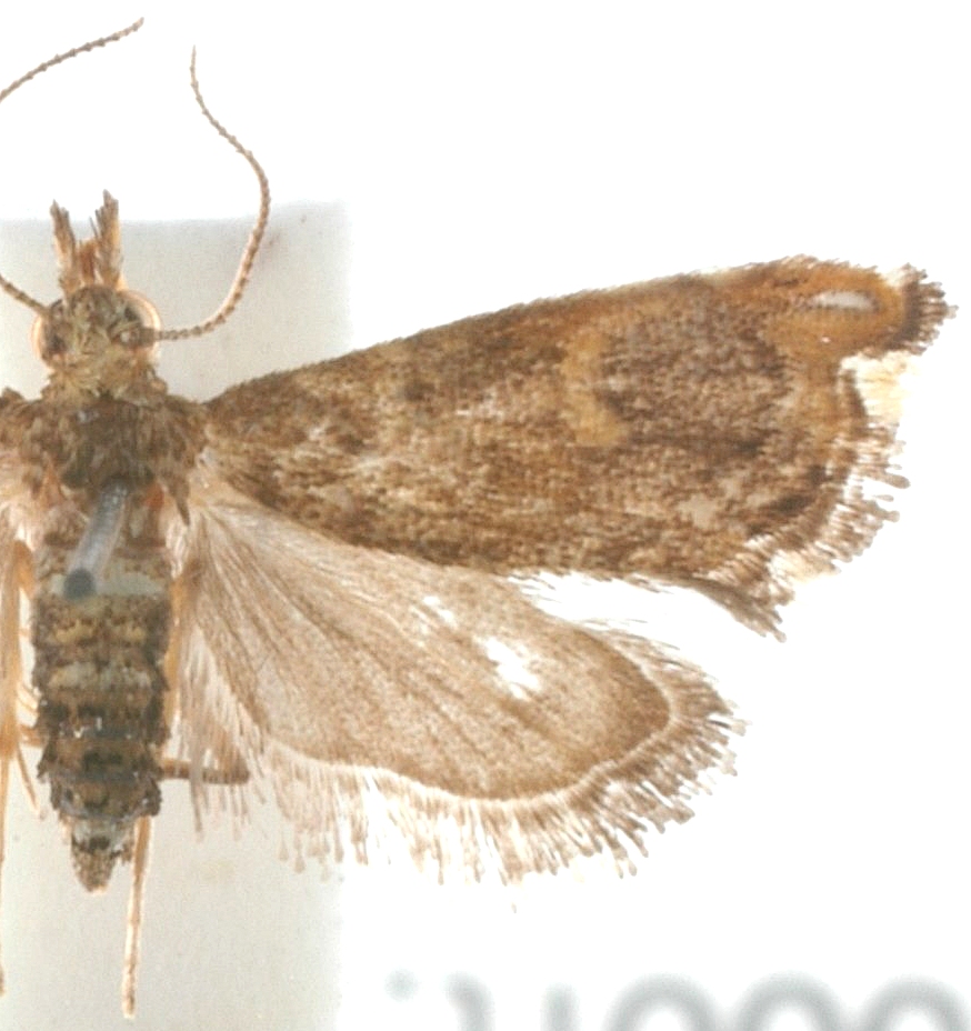 Glaucocharis sp. 7