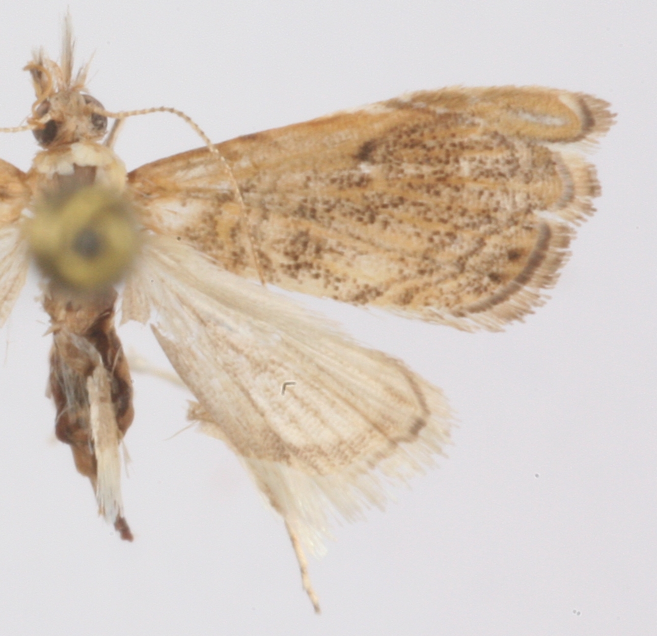 Glaucocharis sp. 8
