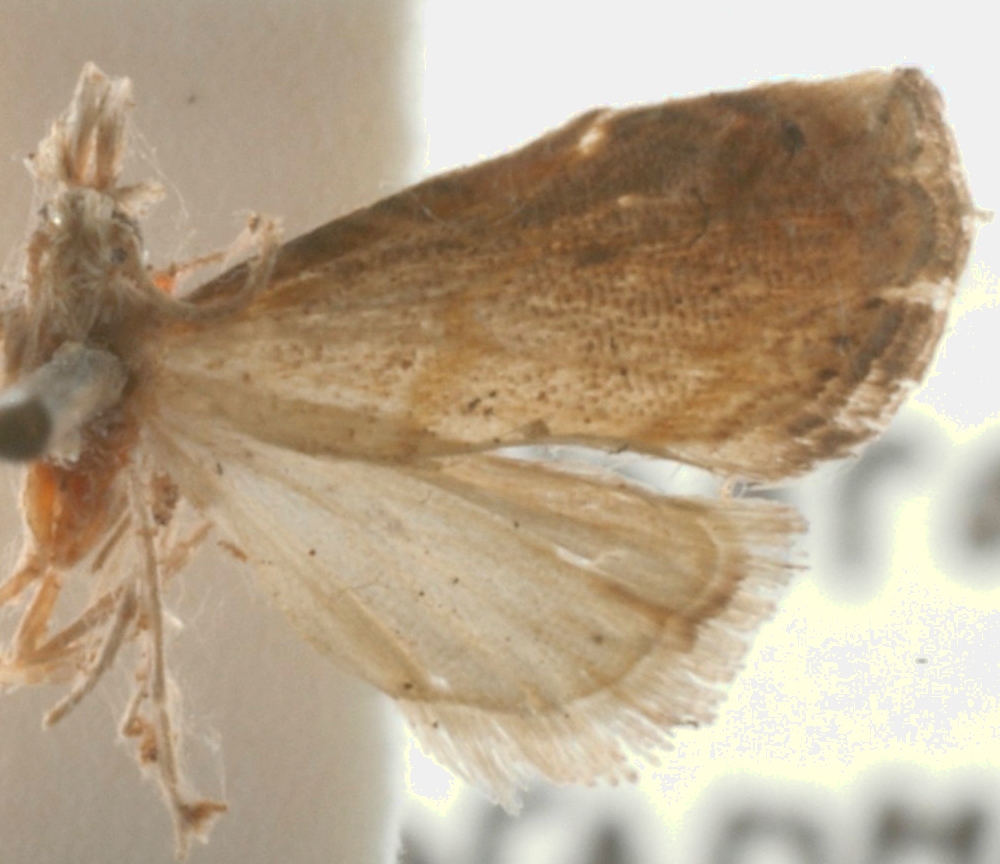 Glaucocharis xanthogramma Meyrick