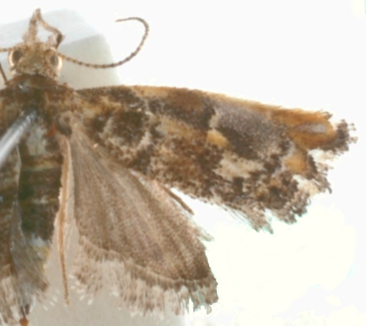 Glauconoe sp. 4