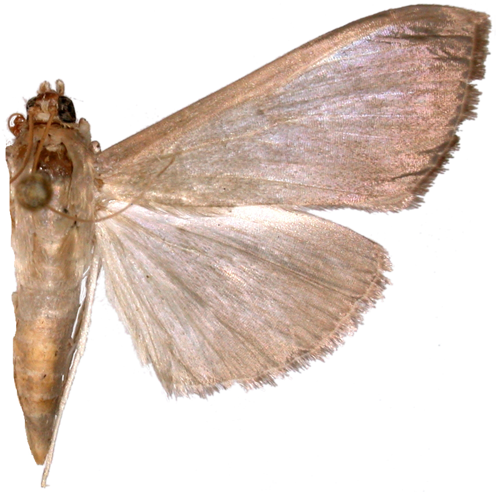 Glauconoe sp. 1