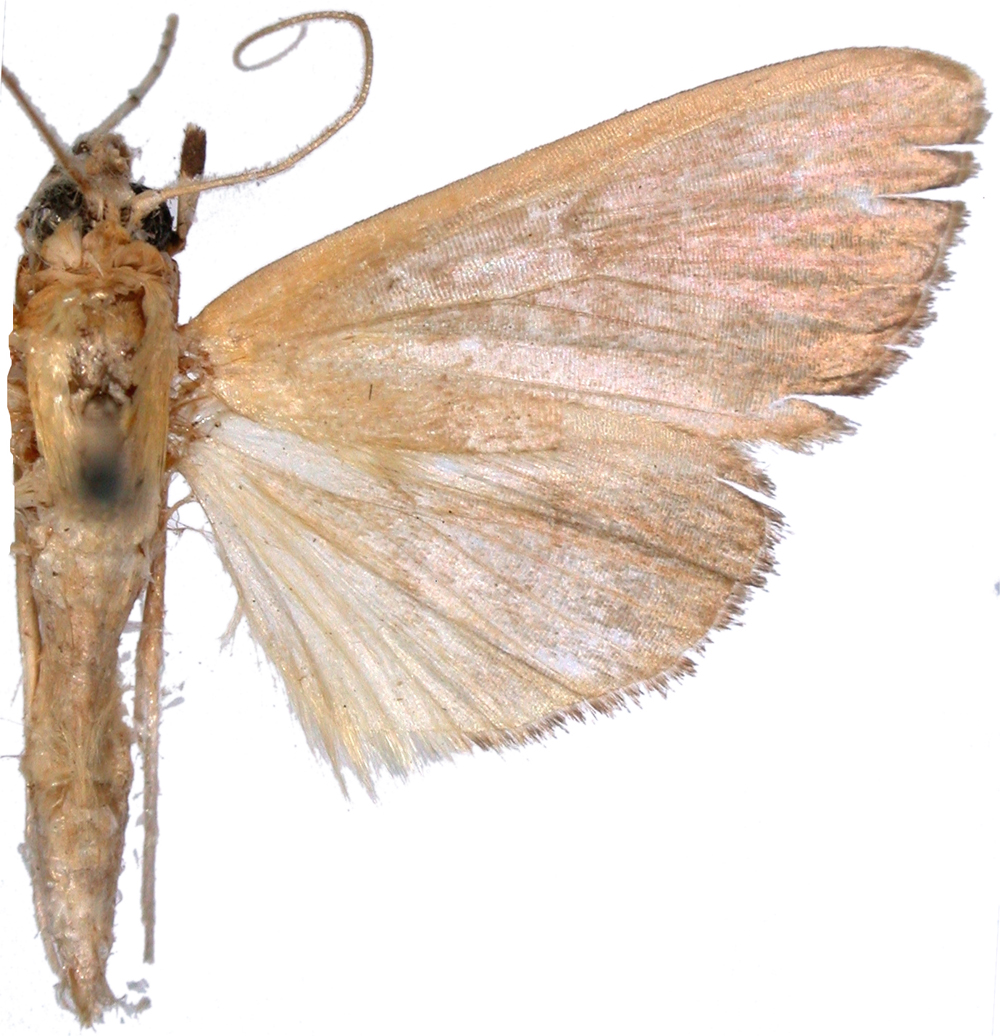 Glauconoe sp. 2
