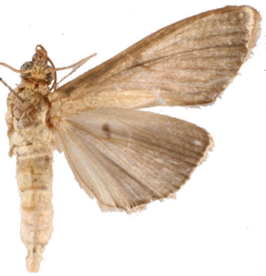 Glauconoe sp. 3