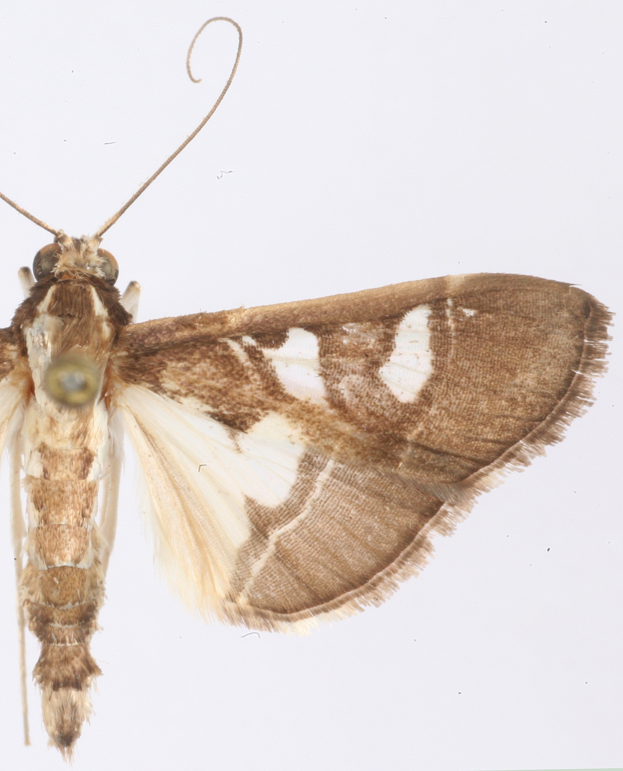 Conogethes parvipunctalis Inoue & Yamanaka specimen plate