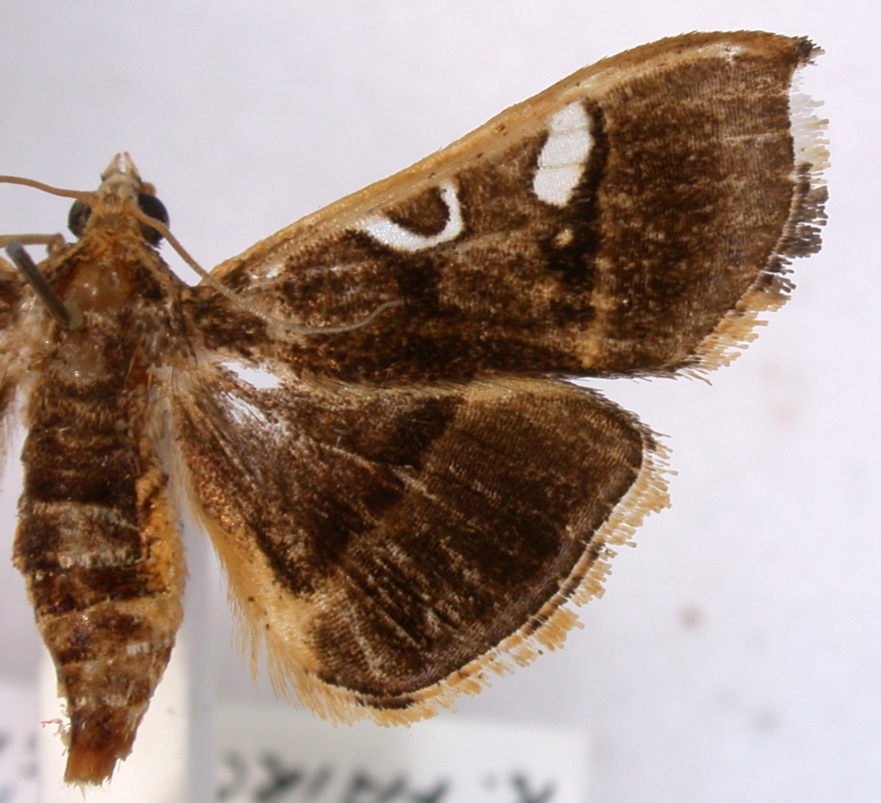 Coptobasis lunalis Guenée specimen plate