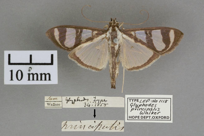 Botyodes principalis Leech specimen plate