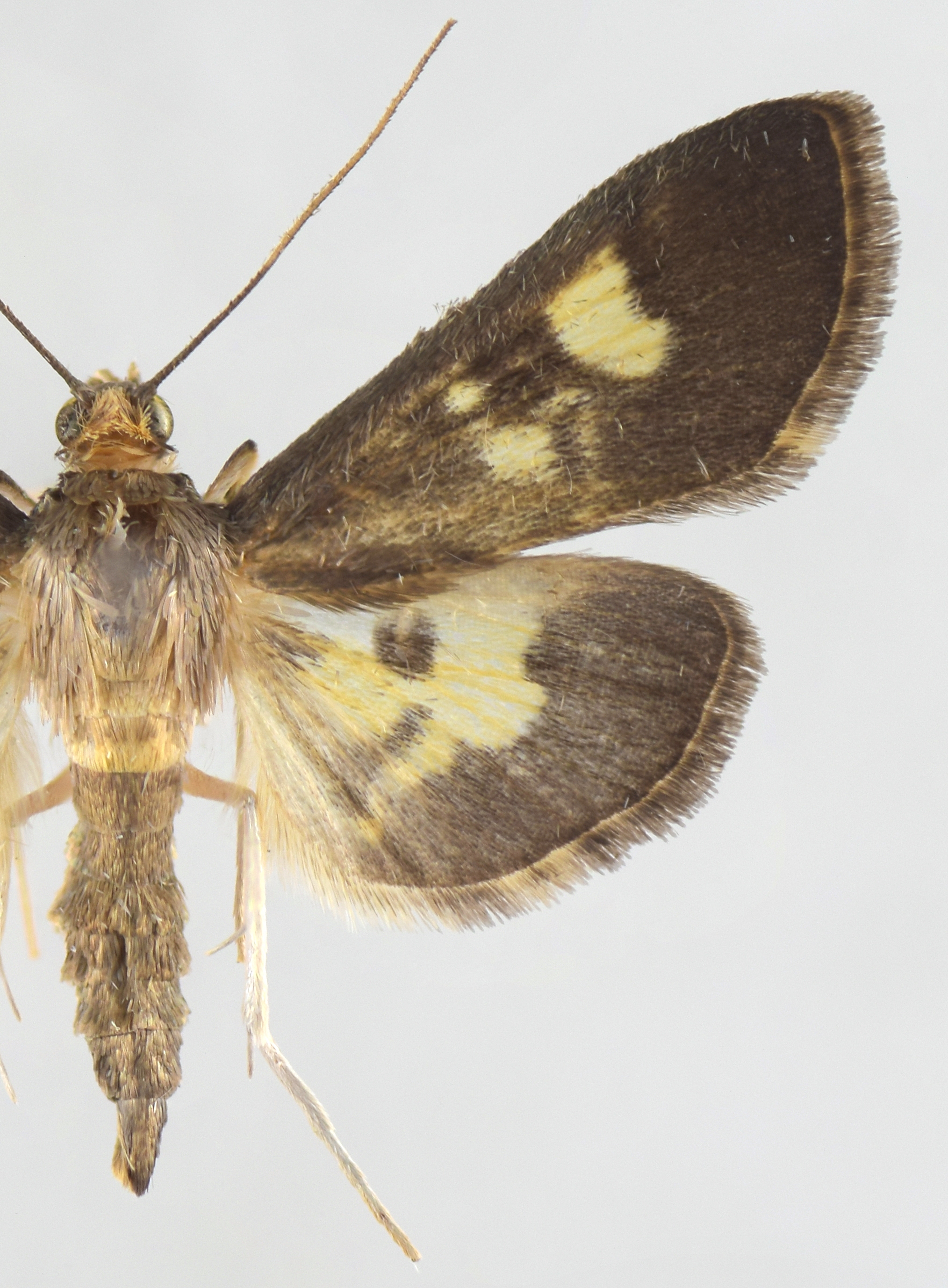 Hemopsis dissipatalis Lederer