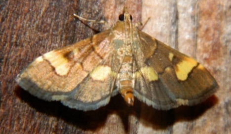 Hemopsis falsidicalis Walker