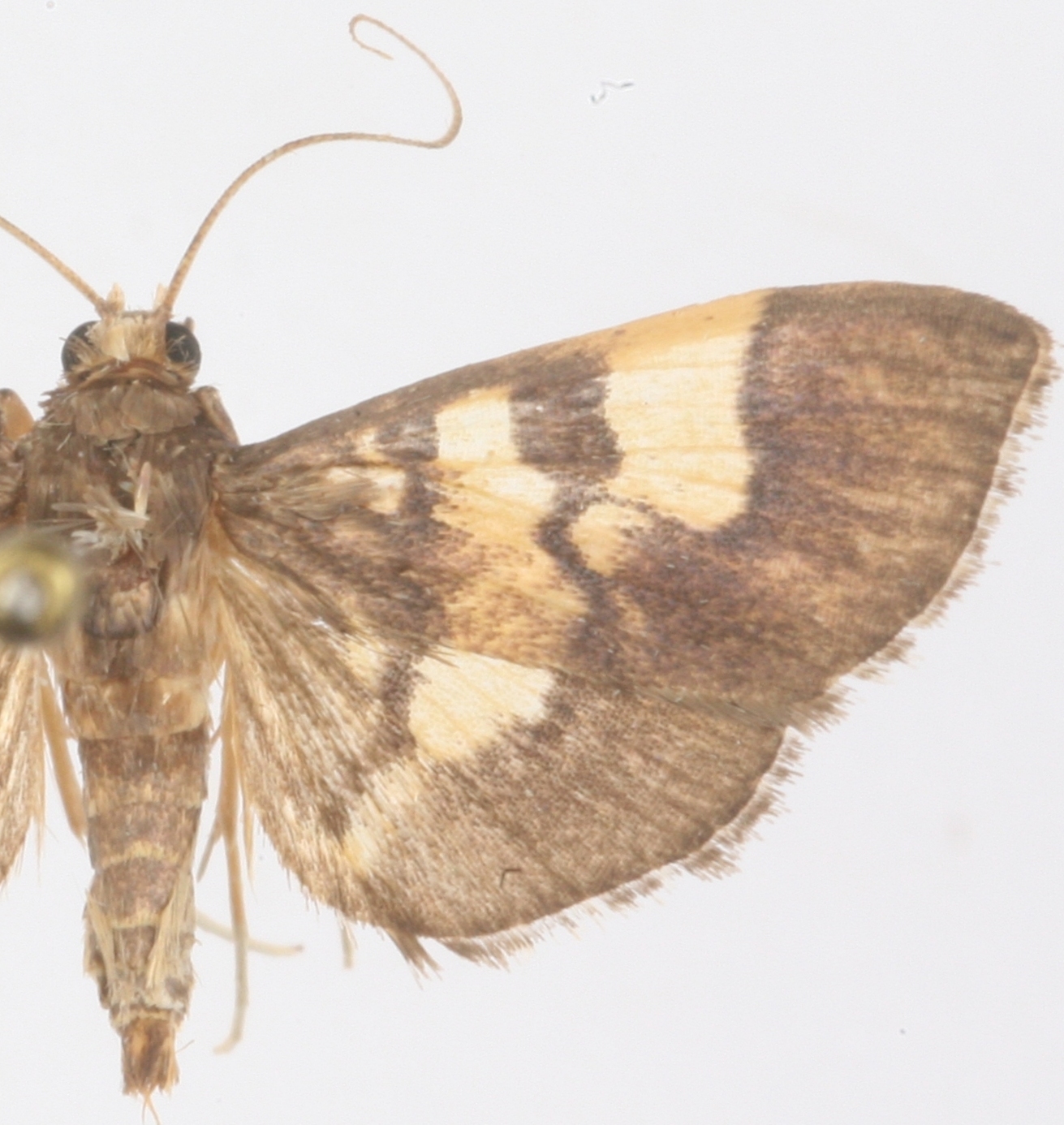 Hemopsis sp. 3