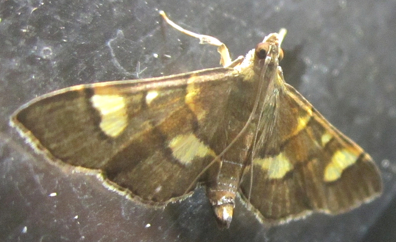 Hemopsis sp. 1