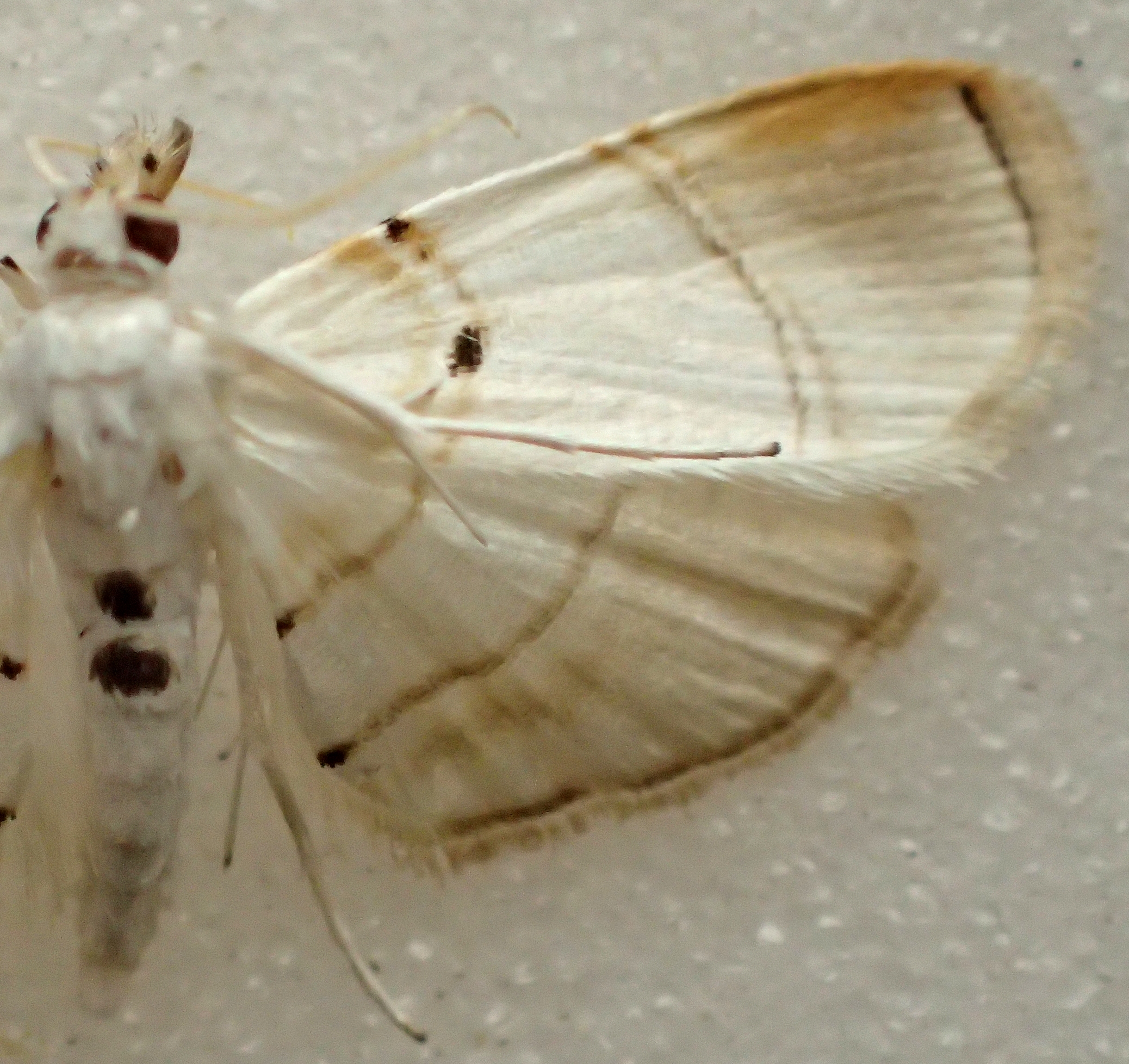 Hendecasis sp. 2