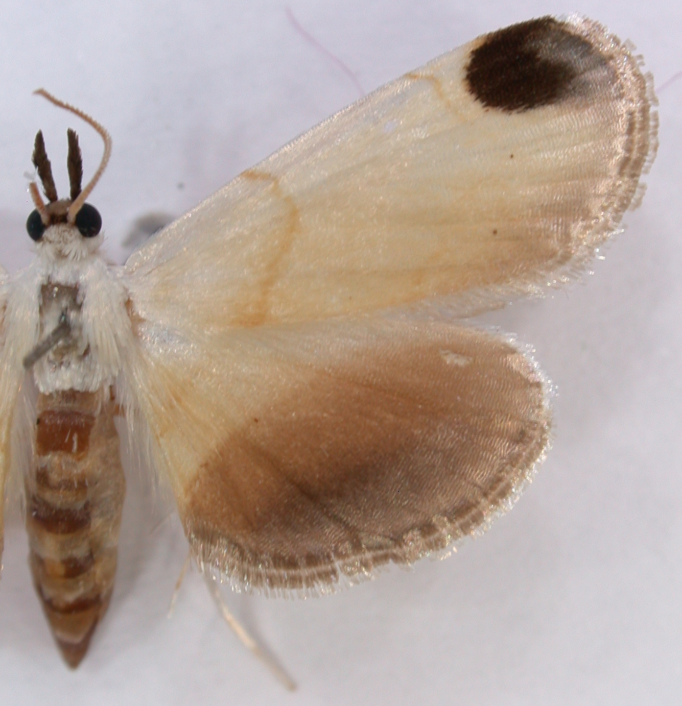 Hendecasis sp. 3