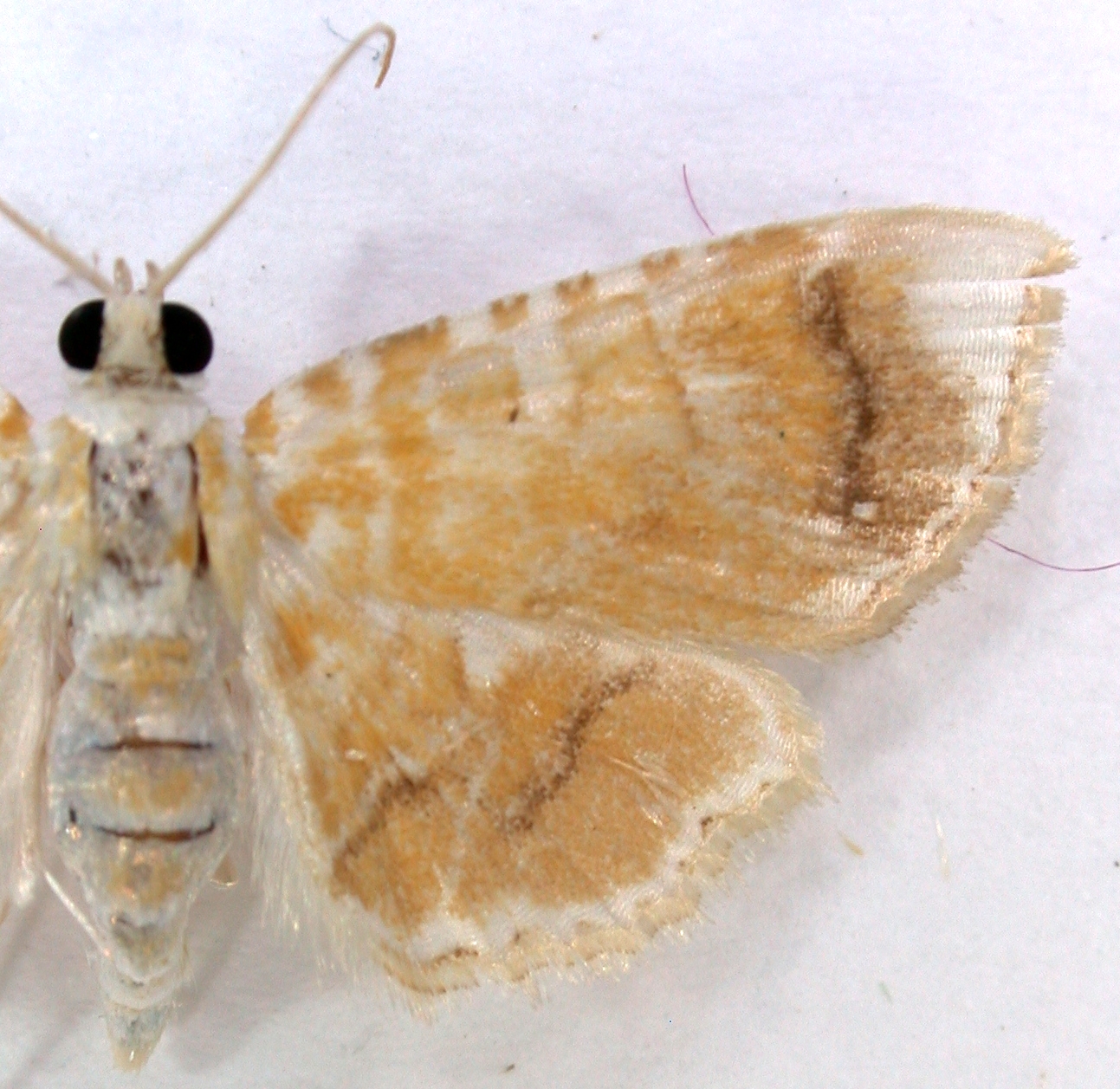 Hendecasis sp. 4