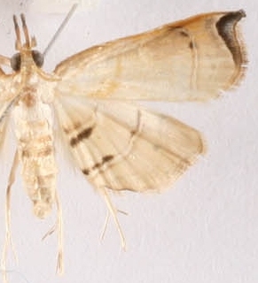 Hendecasis sp. 5