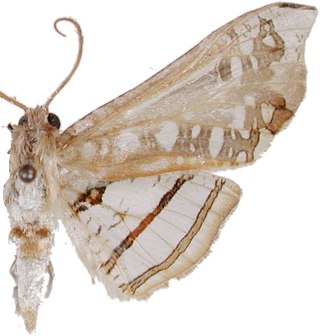 Herdonia acutapex Inoue